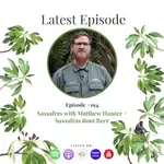 Sassafras with Matthew Hunter