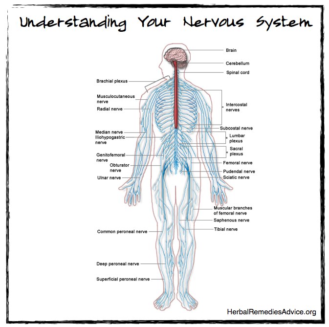 Human Central Nervous System Diagram - The Human Nervous System Parts