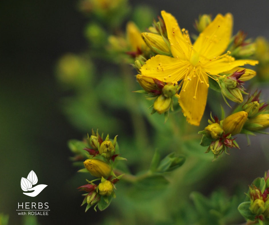 st john's wort benefits
