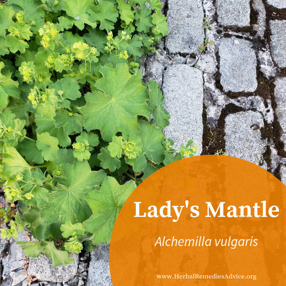 lady's mantle