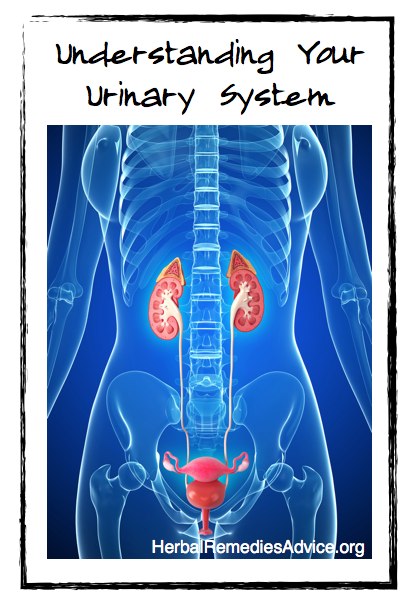 Urinary System Anatomy