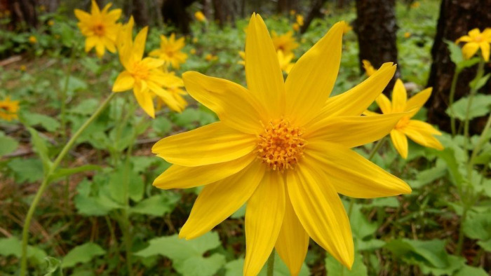 arnica flower