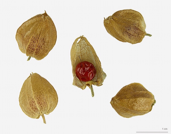 Ashwagandha Berries