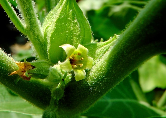 Ashwagandha in bloom