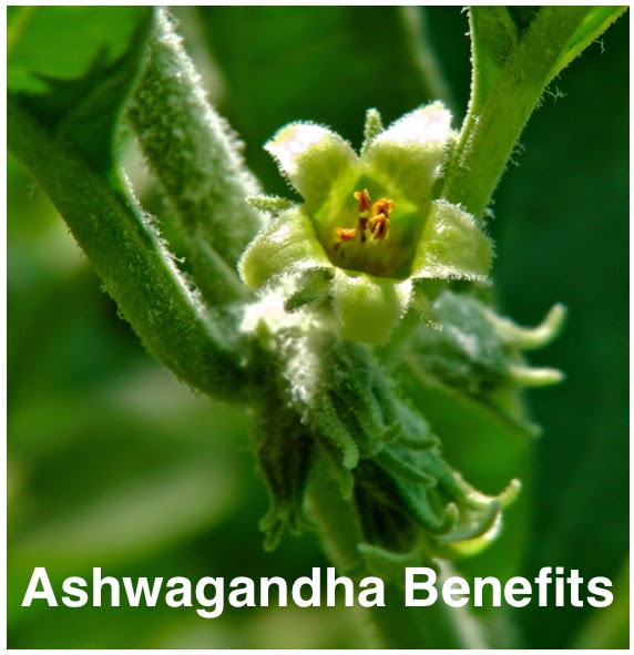 Ashwagandha Flower
