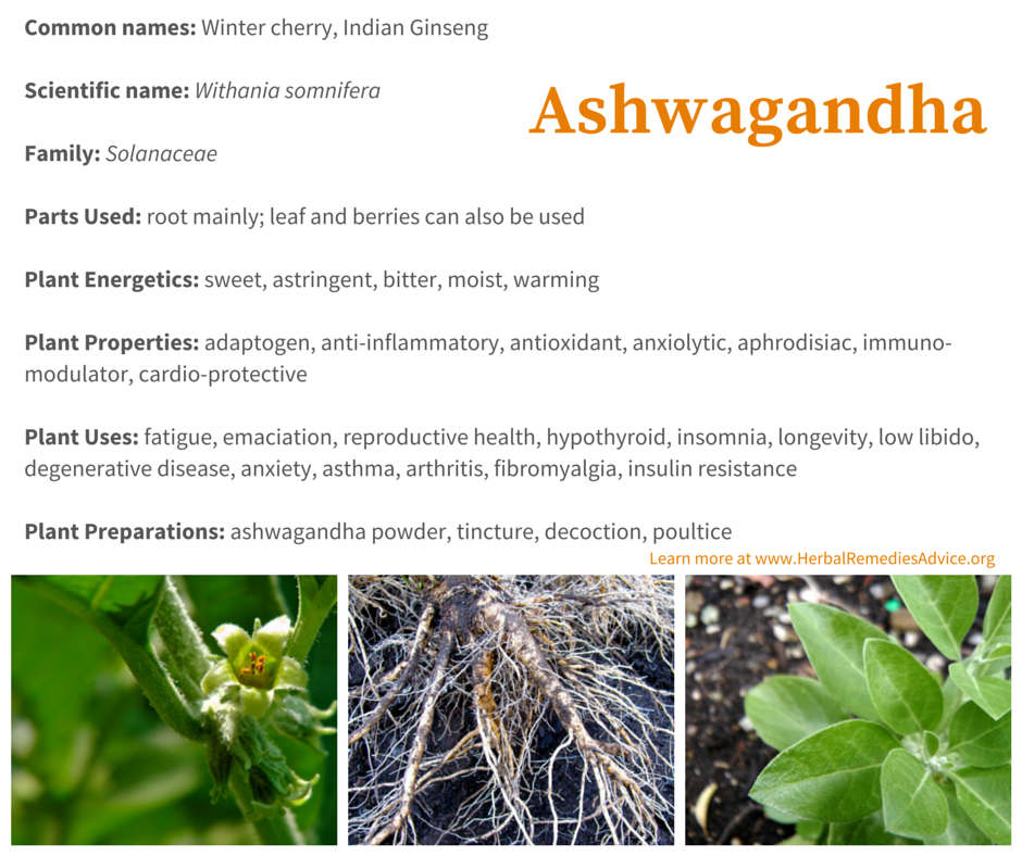 Ashwagandha Benefits ashwagandha-benefits