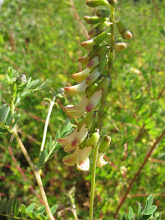 Astragalus Flowers