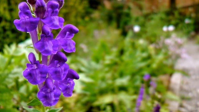 skullcap előnyös a fogyás