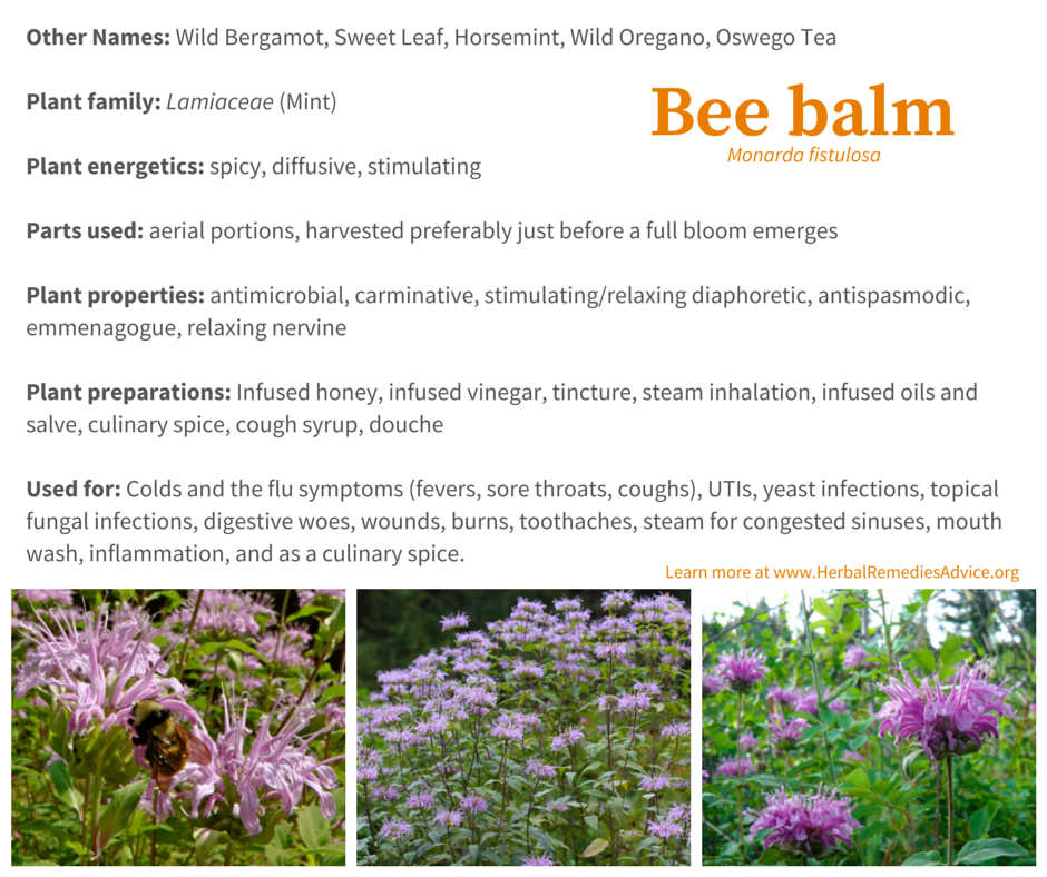 Bee Balm Our Native Spice