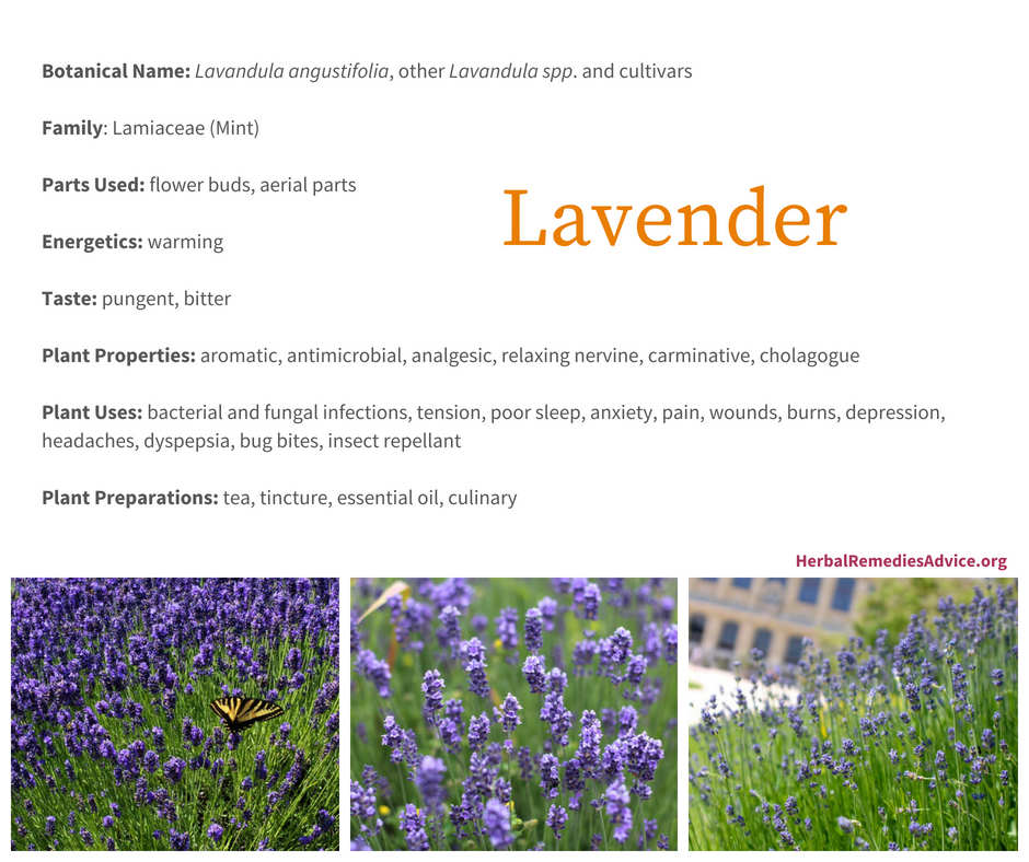 Uses for lavender  Lavender benefits, Lavender, Raw for beauty