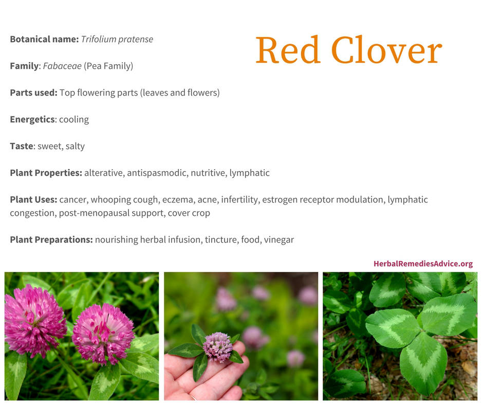 omdømme Kritik fersken Red Clover Benefits