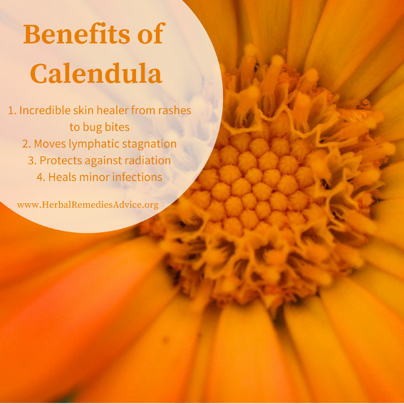 Calendula Flower, Benefits & More