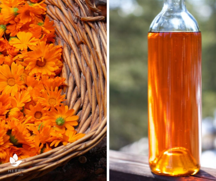 calendula flower oil