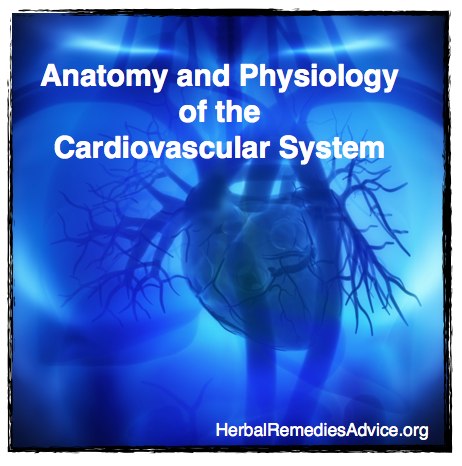 Cardiovascular system facts