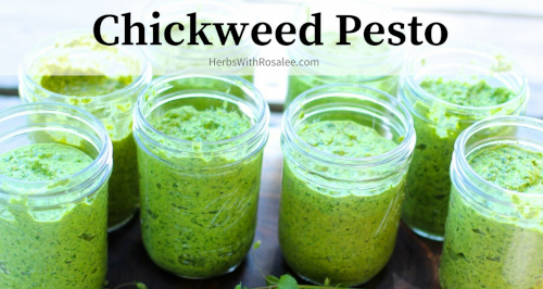 Chickweed Pesto