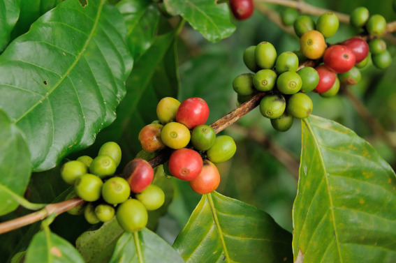 Coffee Plant