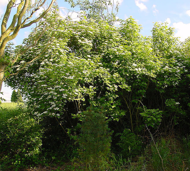 Trees Planet Viburnum Opulus Guelder Rose