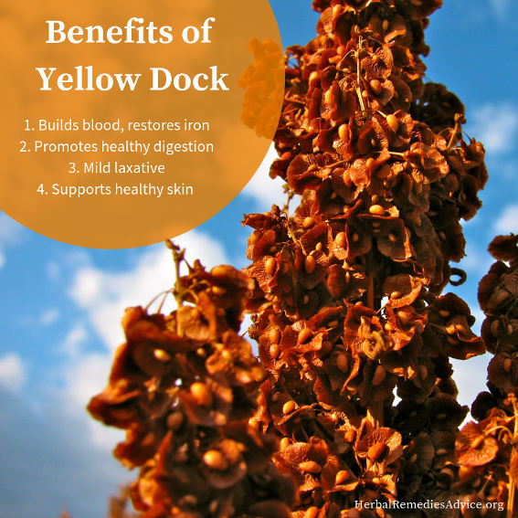 Yellow Dock