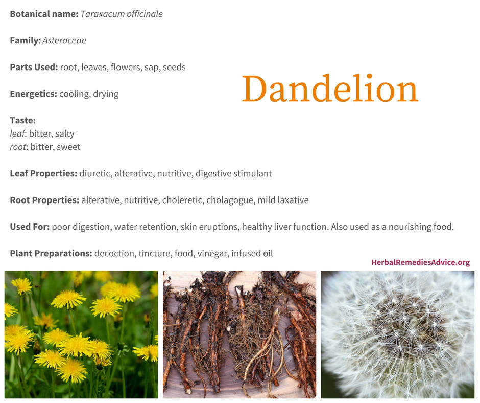 Dandelion Benefits