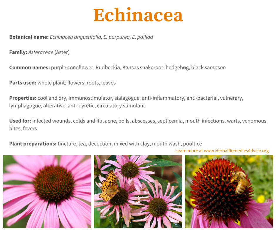 Is Echinacea a Stimulant?