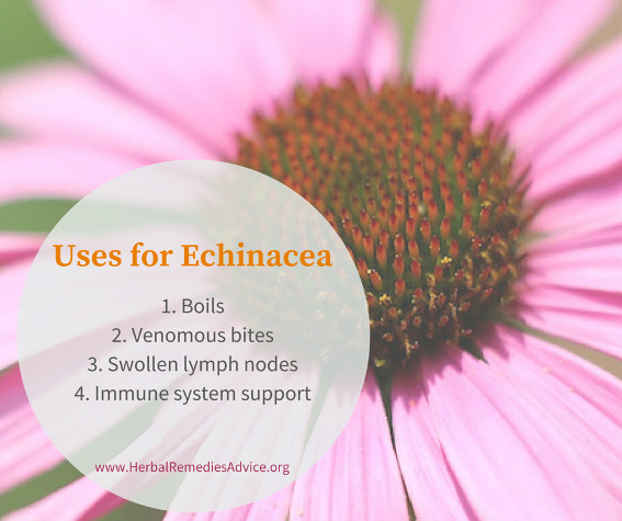 Echinacea Uses