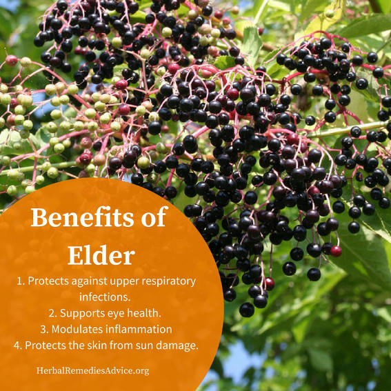 benefits of elderberry