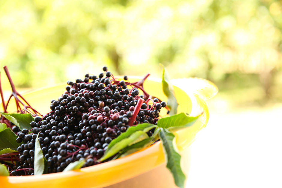 Elderberry Benefits