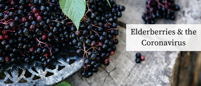 elderberries and the coronavirus