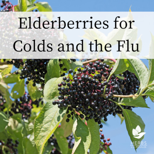 elderberry for colds