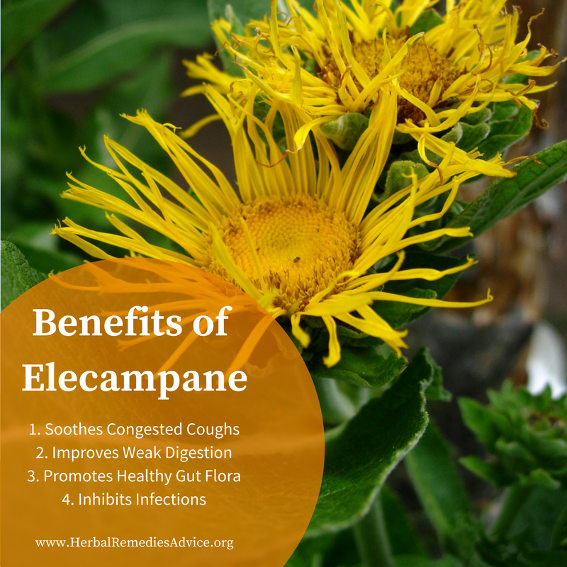 Elecampane Uses