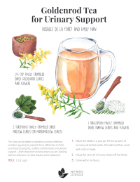 Goldenrod Tea Recipe Goldenrod Tea Recipe