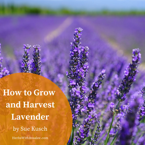 how to grow lavender