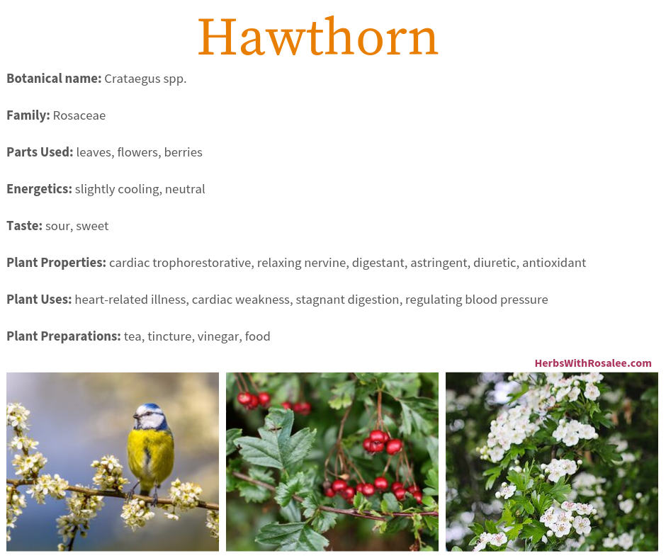 hawthorn herb