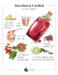 Hawthorn Cordial Recipe