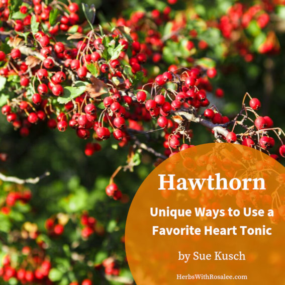 hawthorn herb