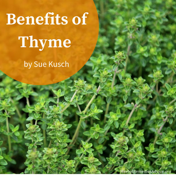 thyme herb benefits