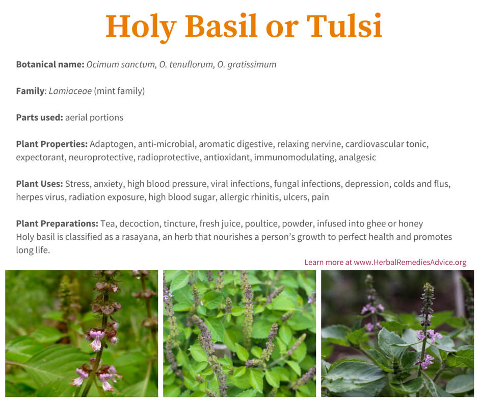 Health Benefits of Tulsi