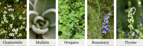 herbal steam herbs