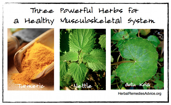 Three Powerful Herbs for a Healthy Musculoskeletal System