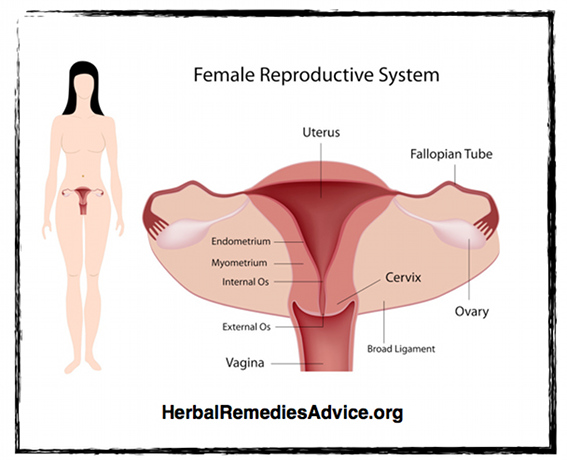 human female body organs