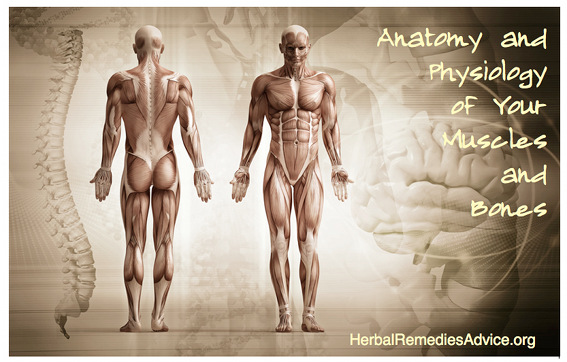 Anatomy Musculoskeletal System