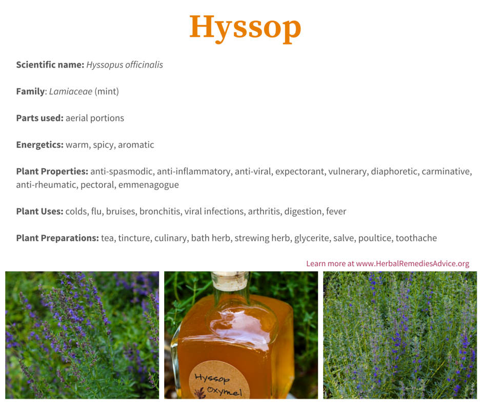 health benefits of hyssop