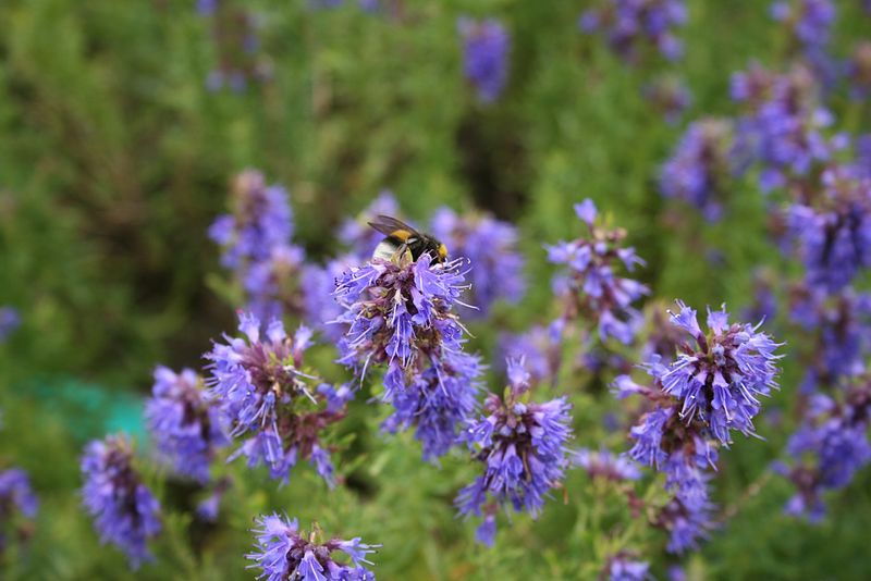 What Is Hyssop Good For : We did not find results for:
