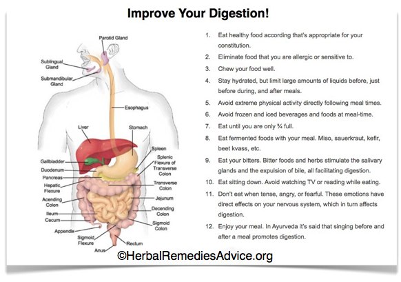 How your digestive system works