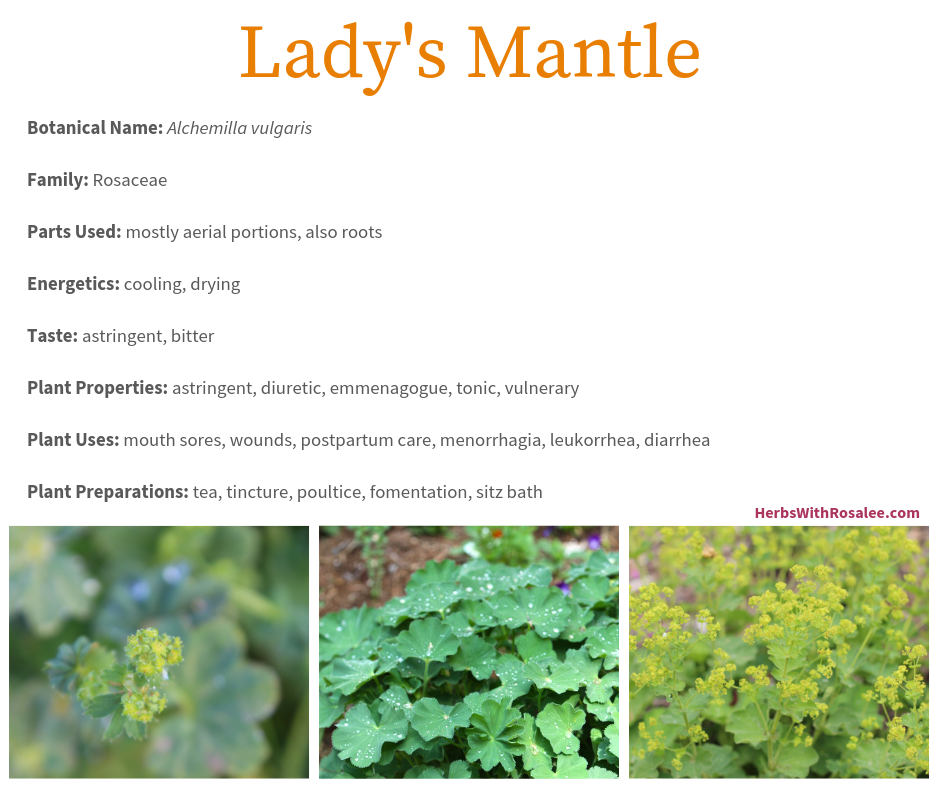 lady's mantle