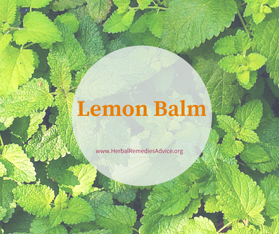 Lemon balm herb