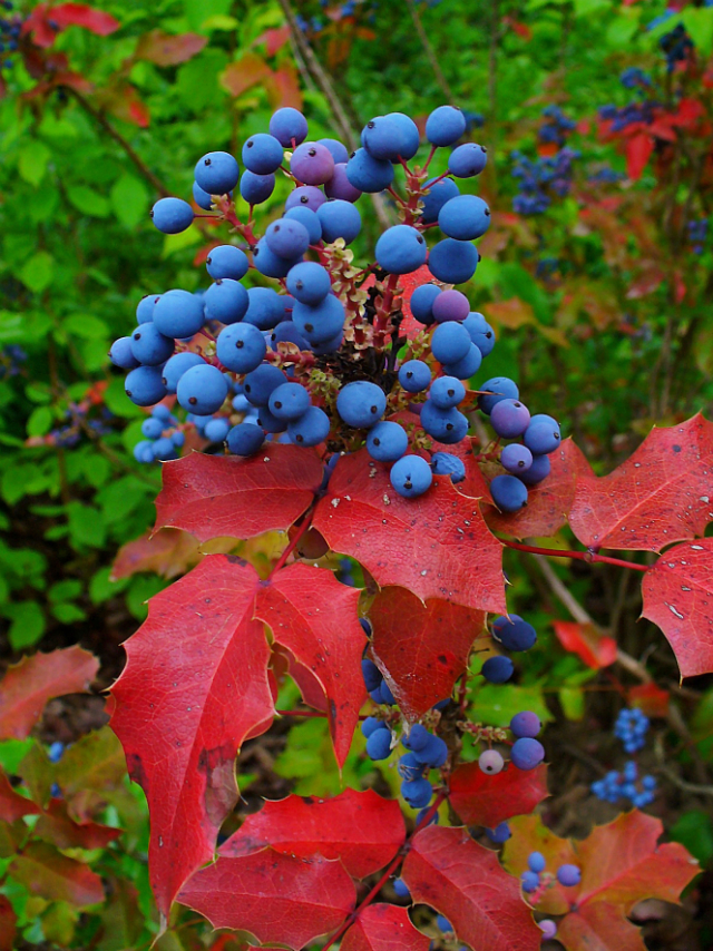 Shoreline Area News In The Garden Now Go Native