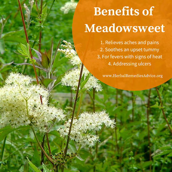 Meadowsweet Herb
