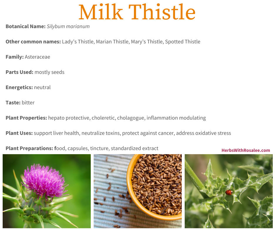 Milk Thistle Medicinal Uses