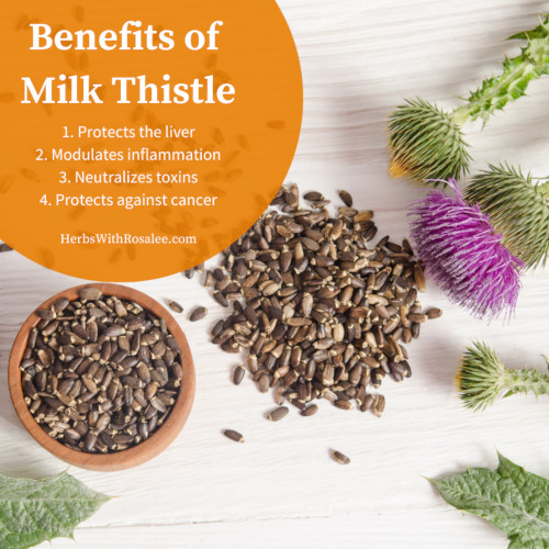 milk thistle benefits